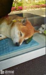 围观吃瓜小狗图片高清,高清小狗吃瓜瞬间，萌态十足引网友热议