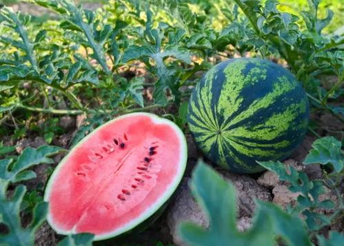 鄄城吃瓜,吃瓜也能吃出文化味