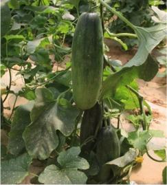 麻园中学吃瓜,揭秘校园里的“瓜田”风云