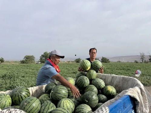 吃瓜驴友,探寻吃瓜驴友的趣味旅程
