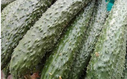 吃8月瓜的好处有哪些呢,吃8月瓜的好处盘点